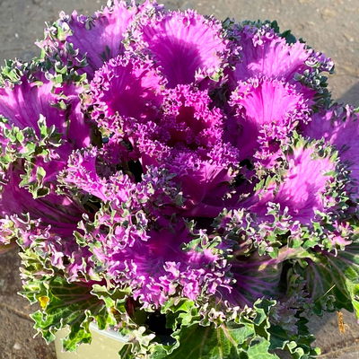 Zierkohl, grün-lila, kraus, Topf-Ø 12 cm, 6 Pflanzen