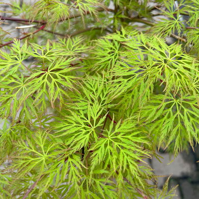 Fächerahorn 'Emerald Lace', Höhe 60-80 cm, Topf 10 Liter Fächerahorn 'Emerald Lace', Höhe 60-80 cm, Topf 10 Liter
