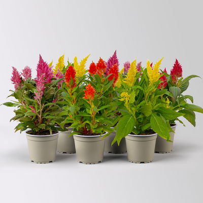 Celosia 'Kelos Fire', Farbe zufällig, Topf-Ø 12 cm, 6 Pflanzen