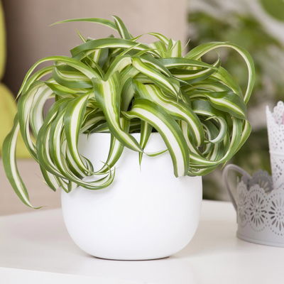 Chlorophytum com. Bonnie T12 H28 (*) Chlorophytum com. Bonnie T12 H28 (*)