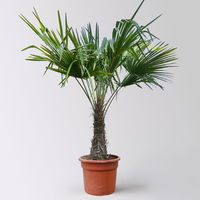 Hanfpalme, Stamm, Topf 35-45 Liter, Höhe ca. 180 cm