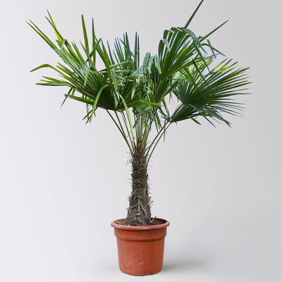 Hanfpalme, Stamm, Topf 35-45 Liter, Höhe ca. 180 cm