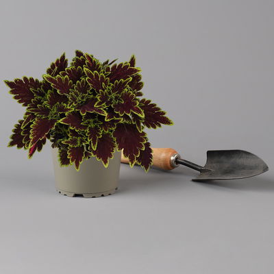 Buntnessel 'Bourbon Street' dunkelrot-grün, Topf -Ø 12 cm, 6 Pflanzen