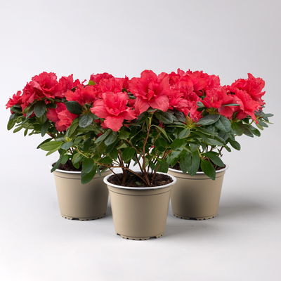 Azalee rot, gefüllt, Topf-Ø 12 cm, 3er-Set Azalee rot, gefüllt, Topf-Ø 12 cm, 3er-Set