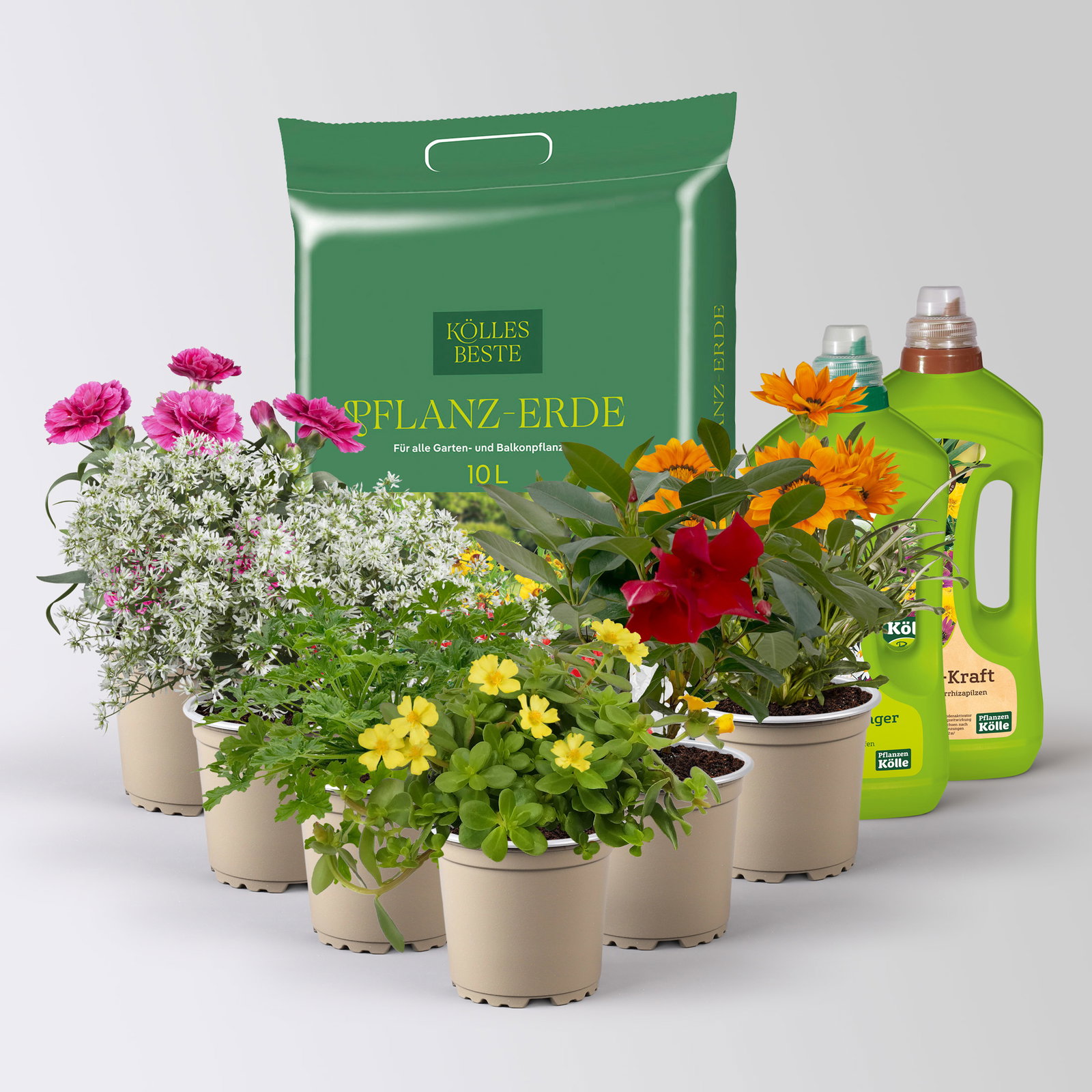 Pflanzenkreation 'Sonnenkünstler', 6 Pflanzen inkl. Erde und Dünger