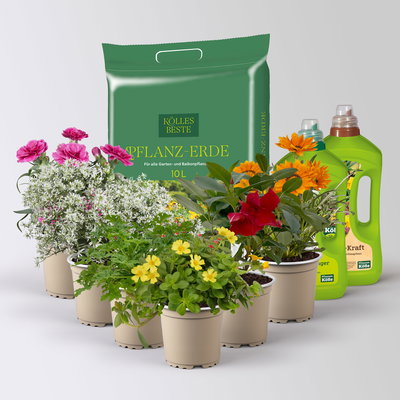 Pflanzenkreation 'Sonnenkünstler', 6 Pflanzen inkl. Erde und Dünger