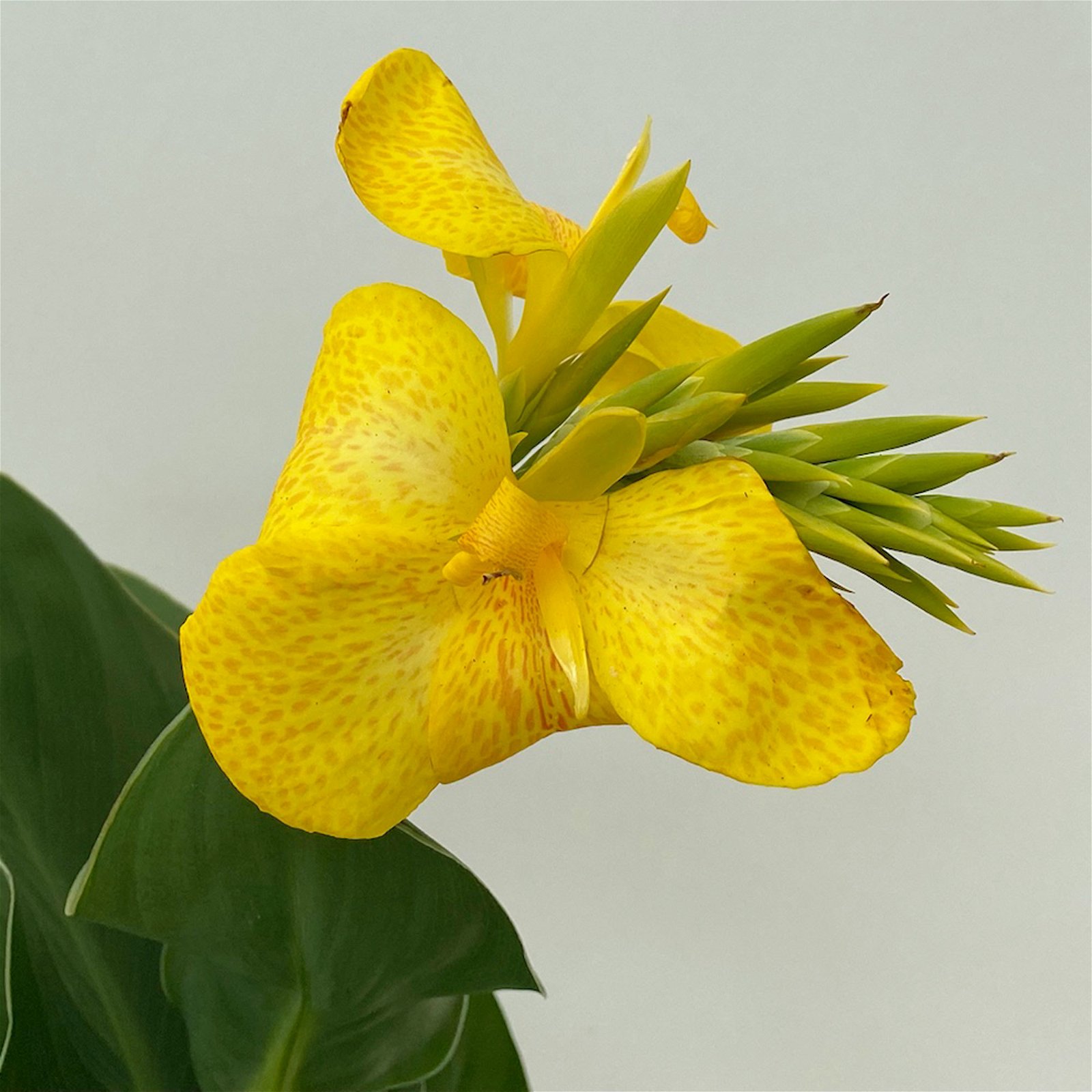 Canna 'Cannova® Yellow', gelb, Topf-Ø 17 cm