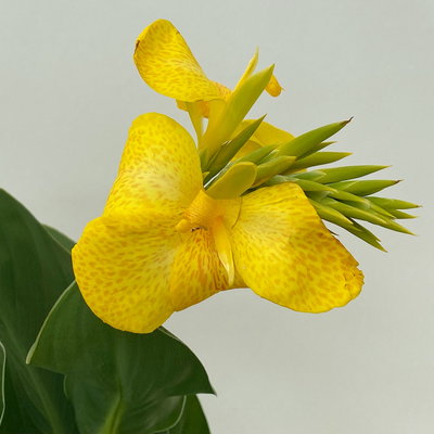 Canna 'Cannova® Yellow', gelb, Topf-Ø 17 cm, 2 Pflanzen