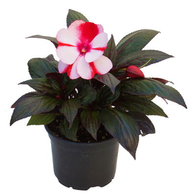 Edellieschen weiß-rot, Topf-Ø 12 cm, 6er-Set