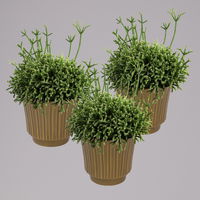 Rhipsalis in Dekotopf 'Retro', Topf-Ø 6 cm, 3er-Set