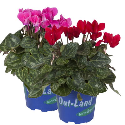 Alpenveilchen 'Outland', rot/rosa, Topf-Ø 10,5 cm, 6 Pflanzen Alpenveilchen 'Outland', rot/rosa, Topf-Ø 10,5 cm, 6 Pflanzen