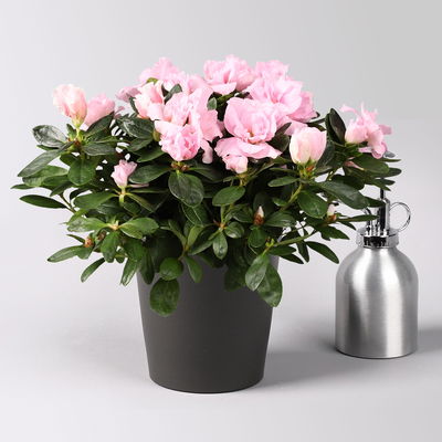 Azalee rosa gefüllt in Keramiktopf Dallas anthrazit, Topf-Ø 12 cm, 3er-Set Azalee rosa gefüllt in Keramiktopf Dallas anthrazit, Topf-Ø 12 cm, 3er-Set