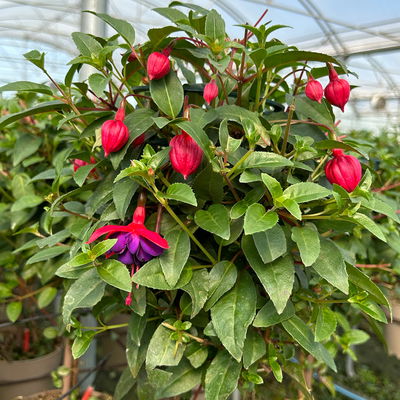 Fuchsie, Stamm, Farbe zufällig, Topf-Ø 23 cm Fuchsie, Stamm, Farbe zufällig, Topf-Ø 23 cm