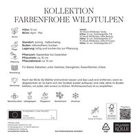 Wildtulpen-Mischung, bunt, 50 Blumenzwiebeln Wildtulpen-Mischung, bunt, 50 Blumenzwiebeln