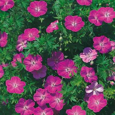 Bio Storchschnabel pink, Topf 9x9 cm, 3 Pflanzen Bio Storchschnabel pink, Topf 9x9 cm, 3 Pflanzen