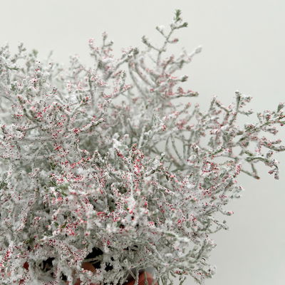 Calocephalus, winterweiß, rot geglittert, Topf-Ø 12 cm, 6 Pflanzen