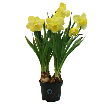 Narzisse 'Avalon' gelb-weiß, vorgetrieben, Topf-Ø 12 cm, 6 Pflanzen