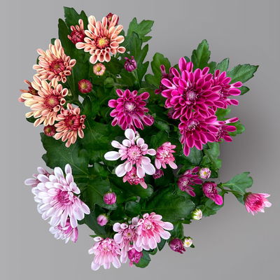 Chrysantheme Trio 'Sweet Melange', apricot-rosa-lila, Topf-Ø 12cm, 6 Pflanzen Chrysantheme Trio 'Sweet Melange', apricot-rosa-lila, Topf-Ø 12cm, 6 Pflanzen