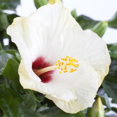 Hibiskus, weiß, Topf-Ø 17 cm