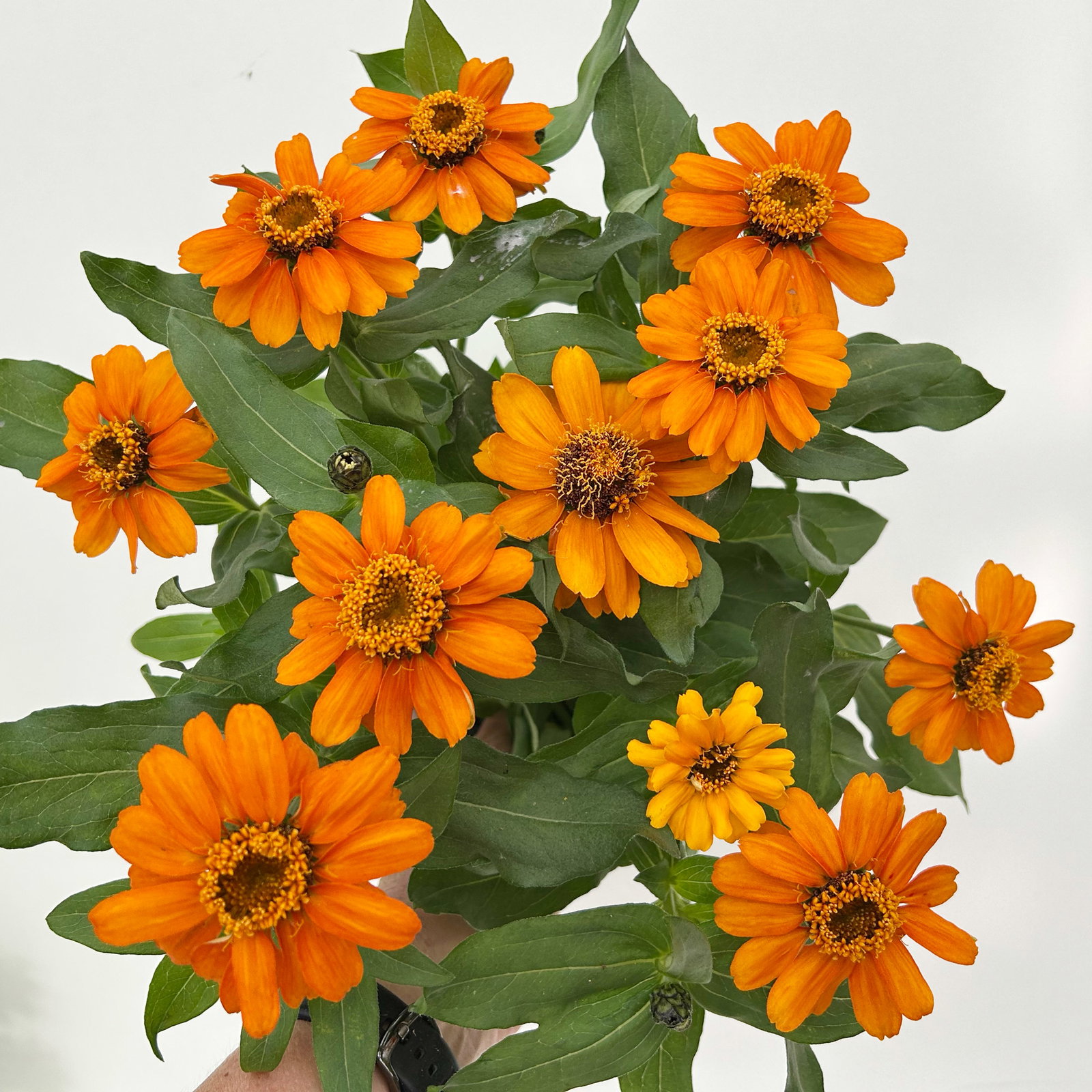 Zinnie, kleinblütig, Farben zufällig, Topf-Ø 12 cm, 6 Pflanzen