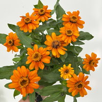 Zinnie, kleinblütig, Farben zufällig, Topf-Ø 12 cm, 6 Pflanzen