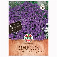 Blumensamen, Blaukissen 'Sperli’s Azurro', lila