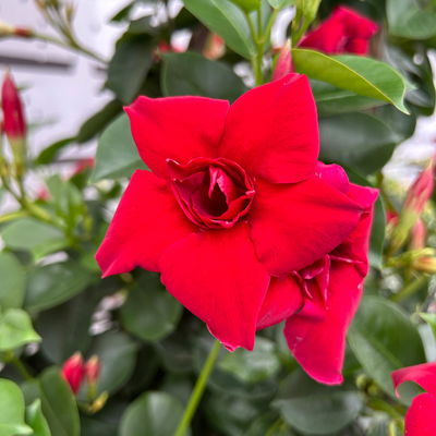 Dipladenie 'Double Red', rot, halbgefüllt, Doppelbogen, Topf-Ø 17 cm