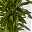 Duftender Drachenbaum 'Hawaiian Sunshine', Topf-Ø 27 cm, H: ca. 100 cm