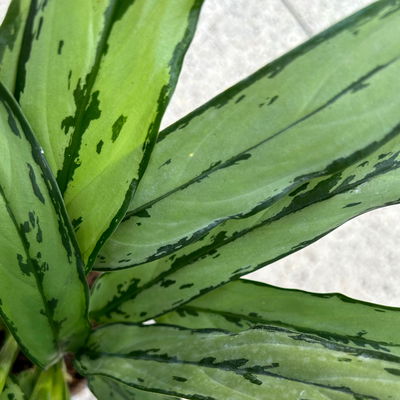 Aglaonema 'Cutlass', mit Übertopf Dallas weiß, Topf-Ø 12 cm Aglaonema 'Cutlass', mit Übertopf Dallas weiß, Topf-Ø 12 cm