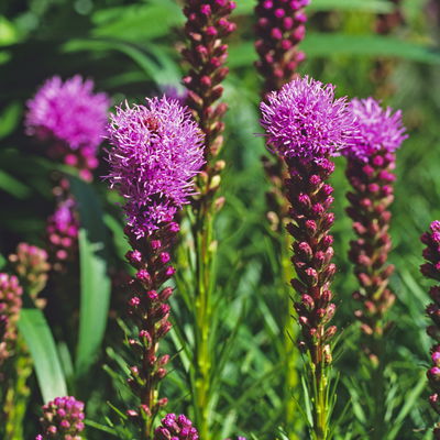 Bio Prachtscharte 'Kobold' violett, Topf 11x11 cm, 3 Pflanzen Bio Prachtscharte 'Kobold' violett, Topf 11x11 cm, 3 Pflanzen