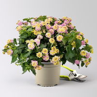Wandelröschen, lila/gelb, Topf-Ø 17 cm, 2 Pflanzen