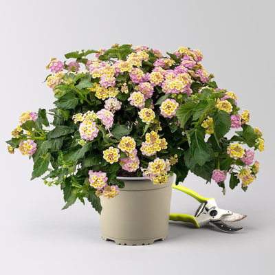Wandelröschen, lila/gelb, Topf-Ø 17 cm, 2 Pflanzen Wandelröschen, lila/gelb, Topf-Ø 17 cm, 2 Pflanzen