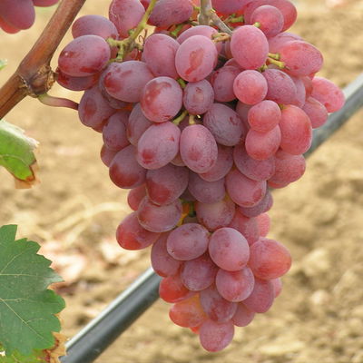 Tafeltraube 'Katharina®' Tafeltraube 'Katharina®'