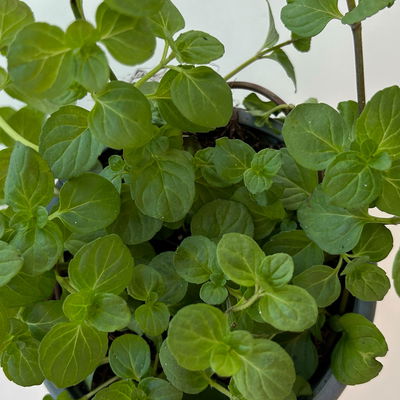 Orangenminze, Kölle Bio, 12cm Topf, frisch aus unserer Bio-Gärtnerei Orangenminze, Kölle Bio, 12cm Topf, frisch aus unserer Bio-Gärtnerei