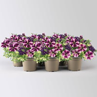 Sommerblüher-Mix, gelb-lila-weiß, Topf-Ø 13 cm, 6 Pflanzen