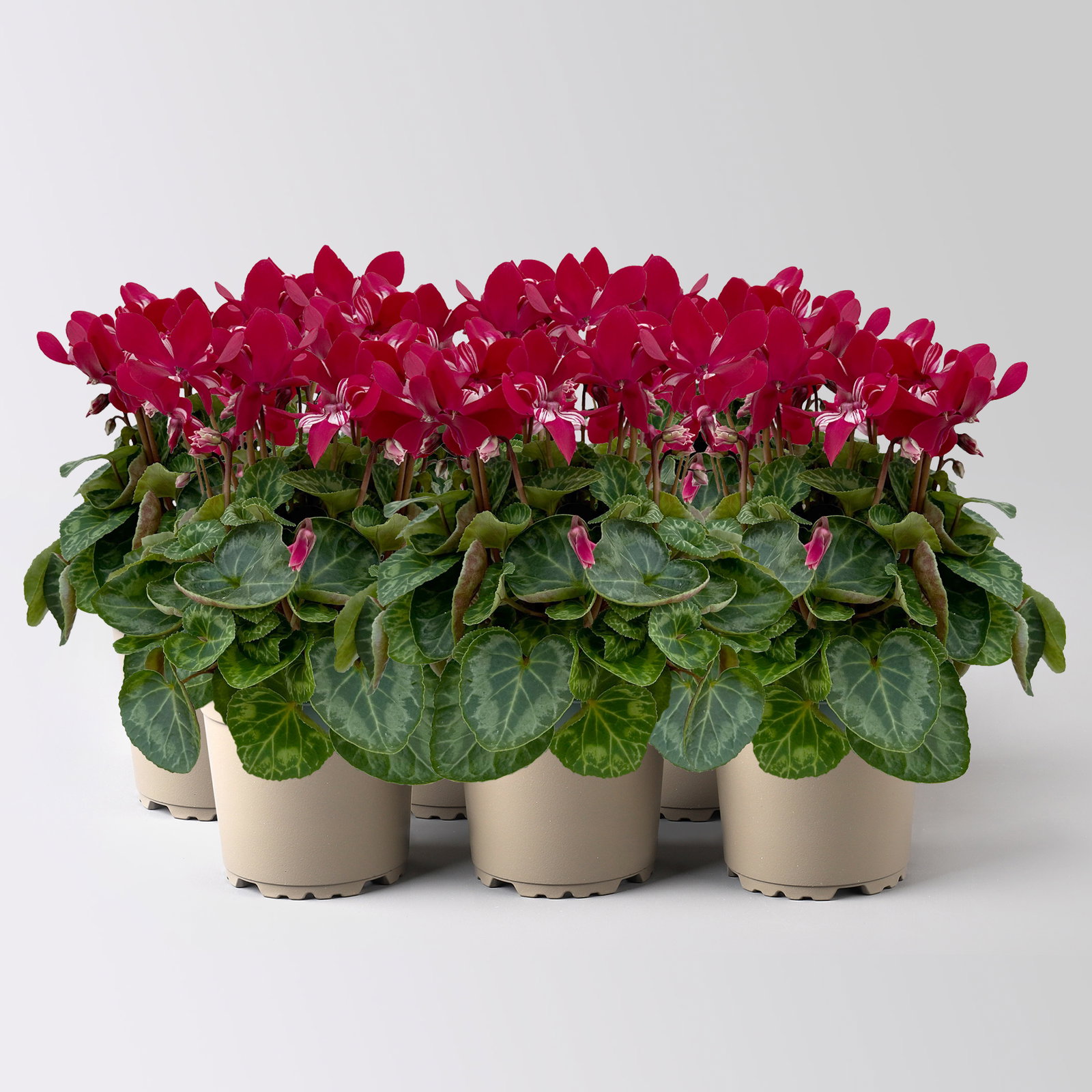 Alpenveilchen 'Exclusive® Djix', weinrot, Topf-Ø 10,5 cm, 6 Pflanzen