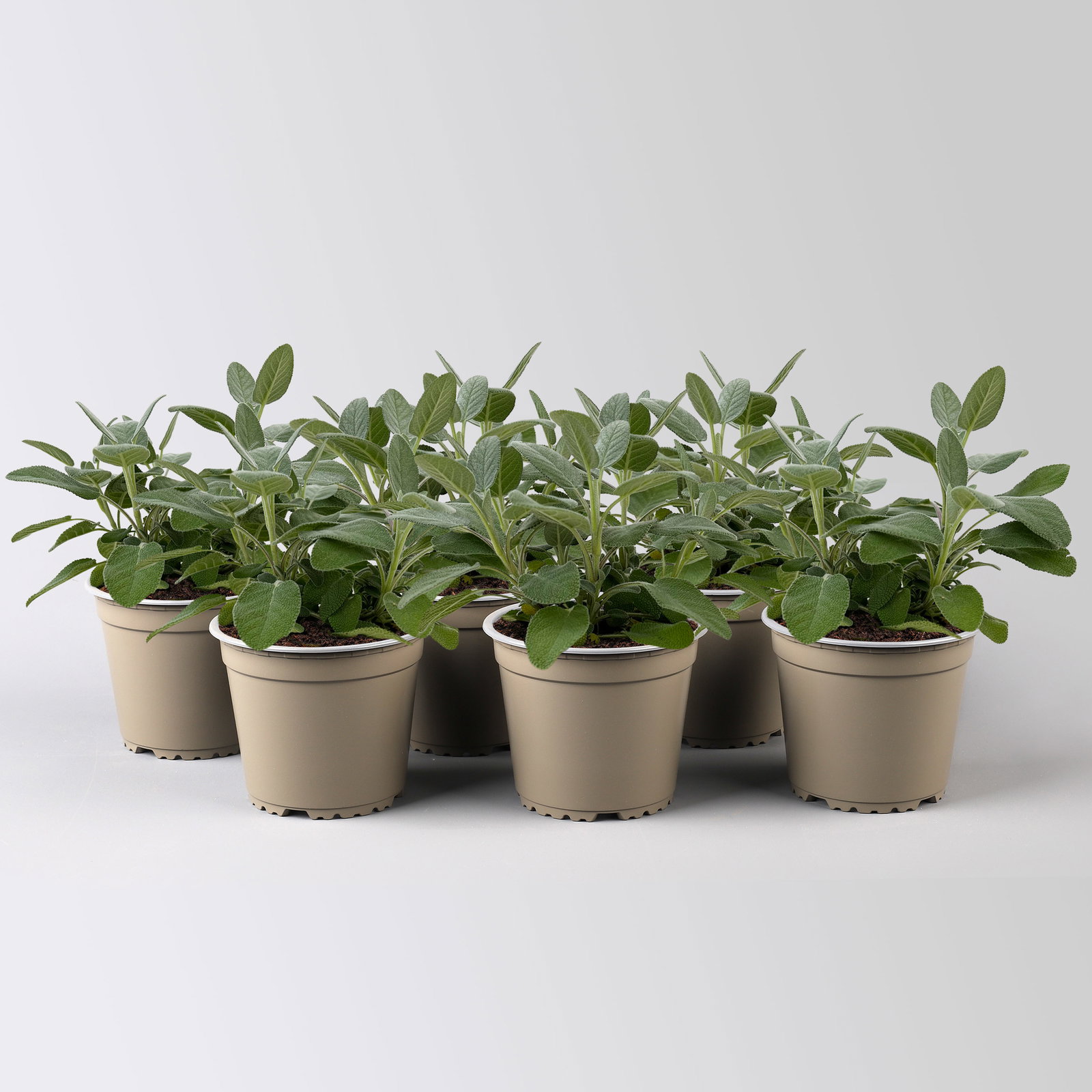 Sunny Herbs® Salbei großblättrig, Topf-Ø 14cm, 6 Pflanzen