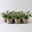 Sunny Herbs® Salbei großblättrig, Topf-Ø 14cm, 6 Pflanzen