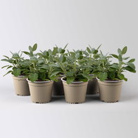 Sunny Herbs® Salbei großblättrig, Topf-Ø 14cm, 6 Pflanzen