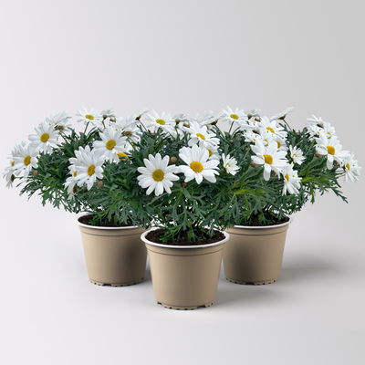 Margerite 'Stella', weiß, Topf-Ø 14 cm, 3 Pflanzen