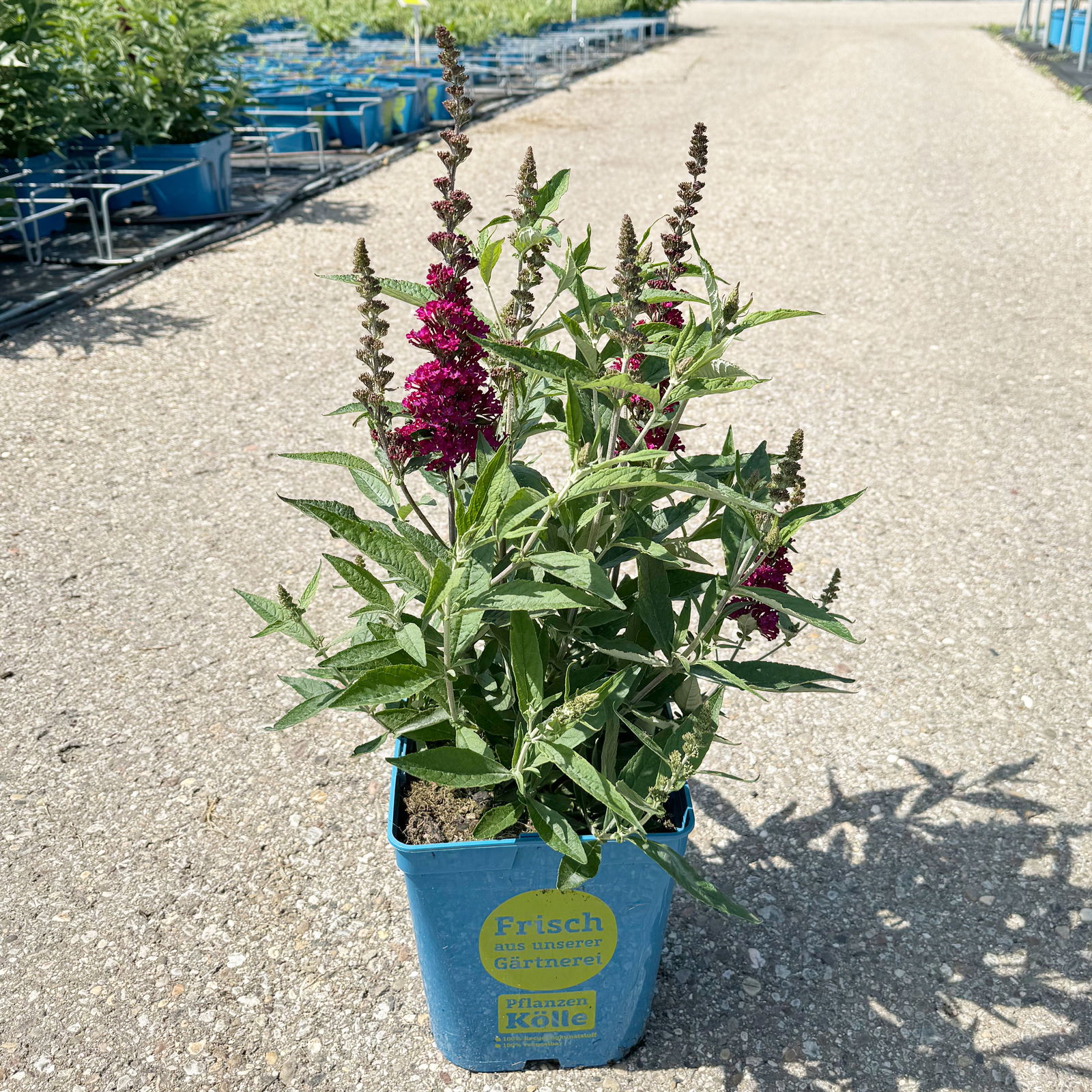 Zwerg-Schmetterlingsstrauch, Buddleja davidii BUZZ™ 'Wine'(s), Topf 5 Liter
