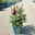 Zwerg-Schmetterlingsstrauch, Buddleja davidii BUZZ™ 'Wine'(s), Topf 5 Liter