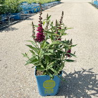 Zwerg-Schmetterlingsstrauch, Buddleja davidii BUZZ™ 'Wine'(s), Topf 5 Liter