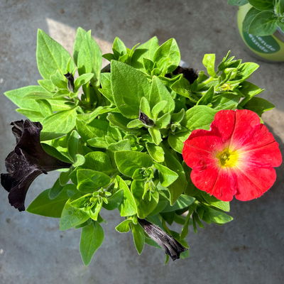 Petunien 'Duo' schwarz & lachs, hängend, Topf-Ø 14 cm, 4 Pflanzen