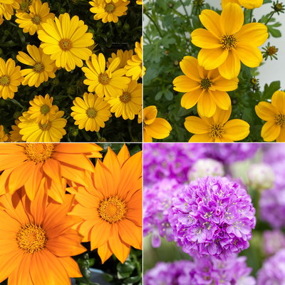 Pflanzenkreation Farbenrausch, klein, 4 Pflanzen inkl. Erde und Dünger Pflanzenkreation Farbenrausch, klein, 4 Pflanzen inkl. Erde und Dünger