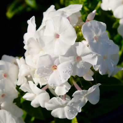 Kölles Beste Flammenblume 'Adessa® White', 3 Liter Topf Kölles Beste Flammenblume 'Adessa® White', 3 Liter Topf