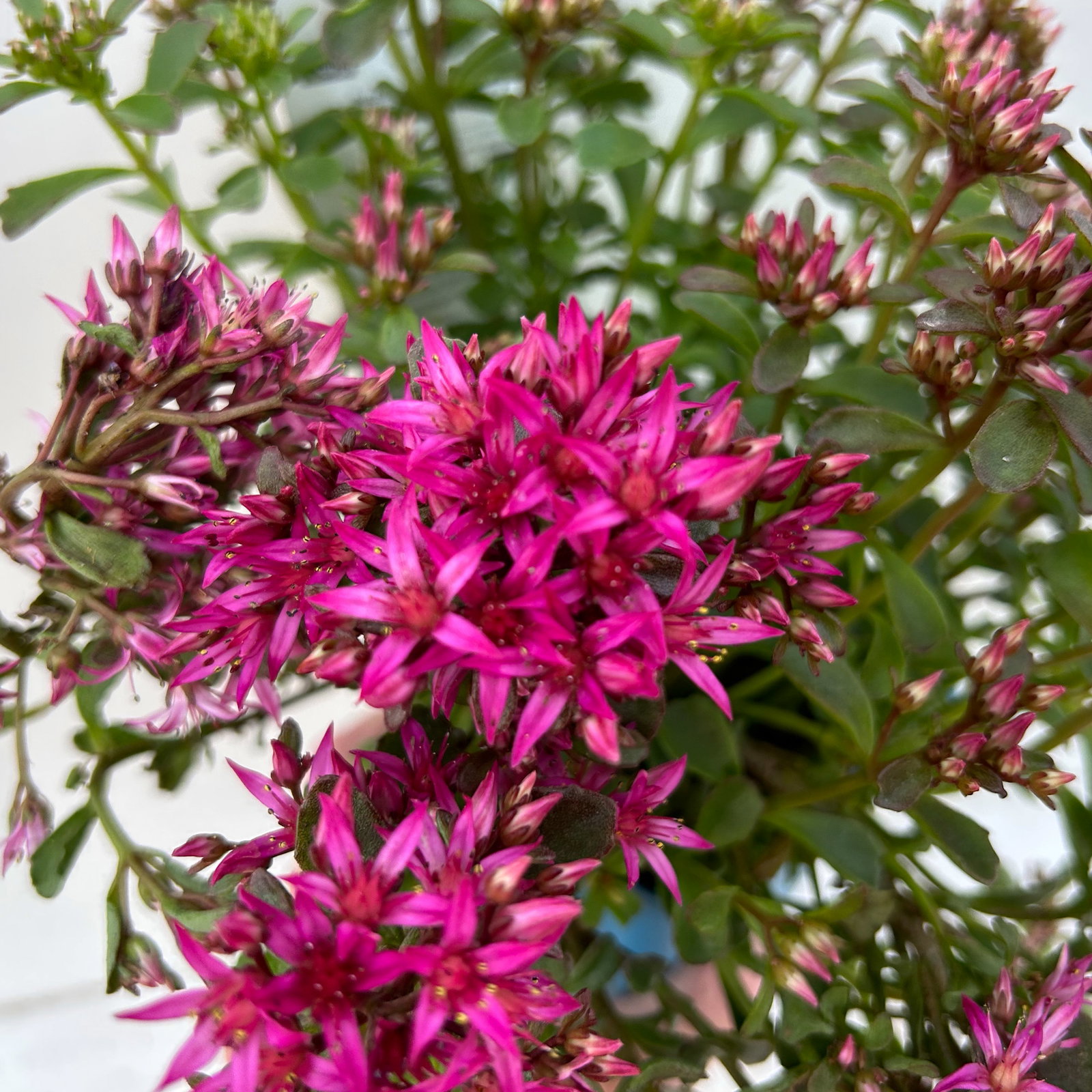 Fetthenne 'Fuldaglut', dunkelrot, 9x9 cm Topf Fetthenne 'Fuldaglut', dunkelrot, 9x9 cm Topf