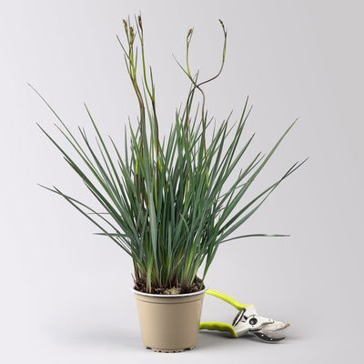 Dianella, violettblau, Topf-Ø 14 cm, 2 Pflanzen Dianella, violettblau, Topf-Ø 14 cm, 2 Pflanzen