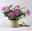 Margerite, rosa, Topf-Ø 14/15 cm, 3 Pflanzen