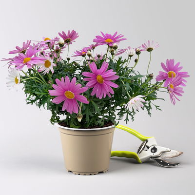 Margerite, rosa, Topf-Ø 14/15 cm, 3 Pflanzen Margerite, rosa, Topf-Ø 14/15 cm, 3 Pflanzen